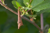 sigaar van berkenbladroller (Deporaus betulae) 5-2014 8841